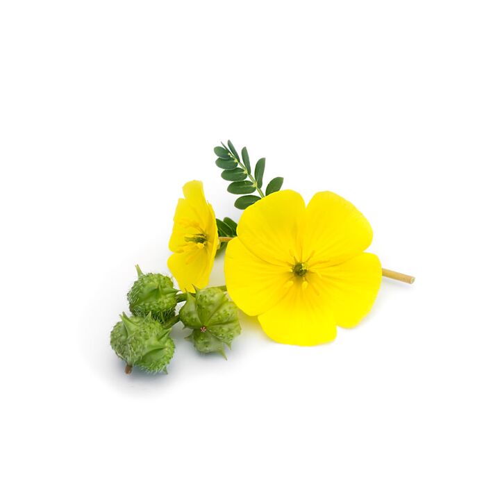 Tribulus creeps as part of Feronex